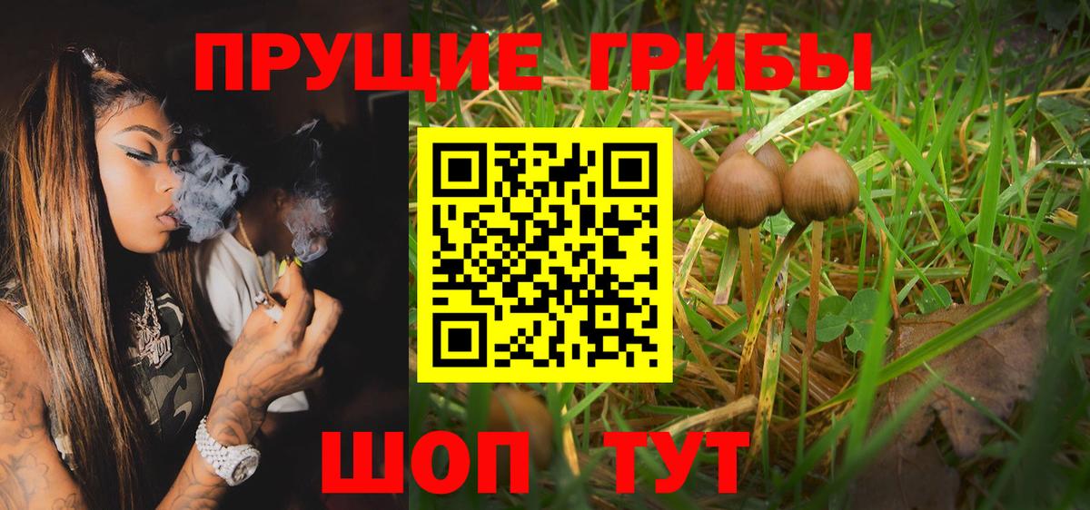 Кингисепп  Псилоцибиновые грибы Psilocybe  Вход с VPN 
